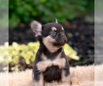 Small #3 French Bulldog