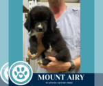 Small #2 Australian Shepherd Mix