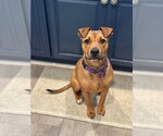 Goldie - Female American Pit Bull Terrier Dog for Adoption - Small photo