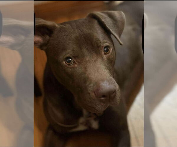 Medium Photo #4 American Pit Bull Terrier-Unknown Mix Puppy For Sale in Oakhurst, NJ, USA