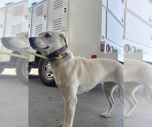 American Pit Bull Terrier Dogs for adoption in Bakersfield, CA, USA