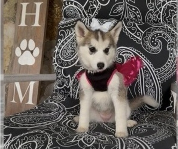 Medium Photo #4 Pomsky Puppy For Sale in VENUS, PA, USA