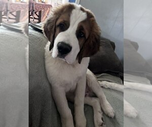 Saint Bernard Puppy for sale in ODESSA, TX, USA