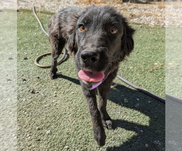 Medium Photo #4 Mutt Puppy For Sale in Vail, AZ, USA