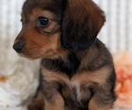 Small #8 Dachshund