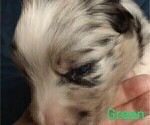 Small Photo #23 Australian Shepherd Puppy For Sale in SYLVA, NC, USA