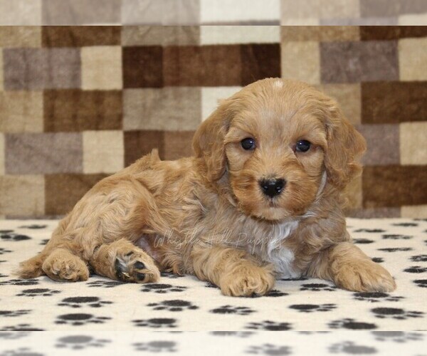 Medium Photo #2 Bernedoodle (Miniature)-Cavapoo (Miniature) Mix Puppy For Sale in DENVER, PA, USA