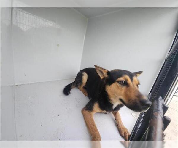 Medium Photo #1 German Shepherd Dog-Unknown Mix Puppy For Sale in Houston, TX, USA