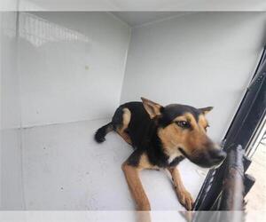 German Shepherd Dog-Unknown Mix Dogs for adoption in Houston, TX, USA