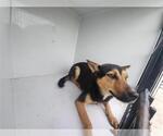 Small German Shepherd Dog Mix