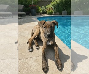 Mutt Dogs for adoption in Woodbury, NY, USA