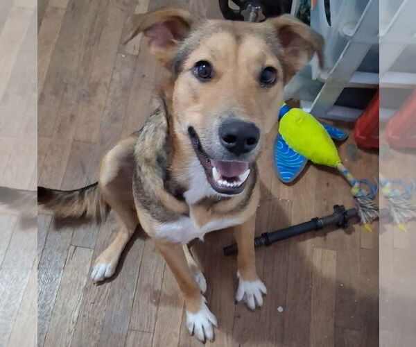 Medium Photo #2 Black Mouth Cur-Carolina Dog Mix Puppy For Sale in Euless, TX, USA