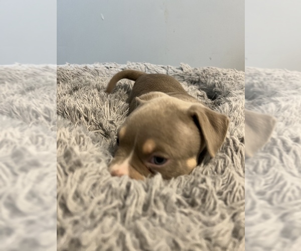 Medium Photo #6 American Bully Puppy For Sale in WESTVILLE, IN, USA