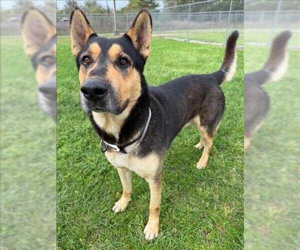 Medium Photo #2 German Shepherd Dog-Unknown Mix Puppy For Sale in Conroe, TX, USA