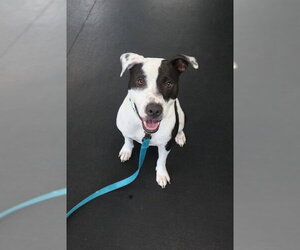 Boxer-Staffordshire Bull Terrier Mix Dogs for adoption in Center Township, PA, USA