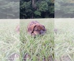 Small Photo #36 Mastiff Puppy For Sale in BRANTLEY, AL, USA