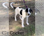 Small #2 Labrador Retriever Mix