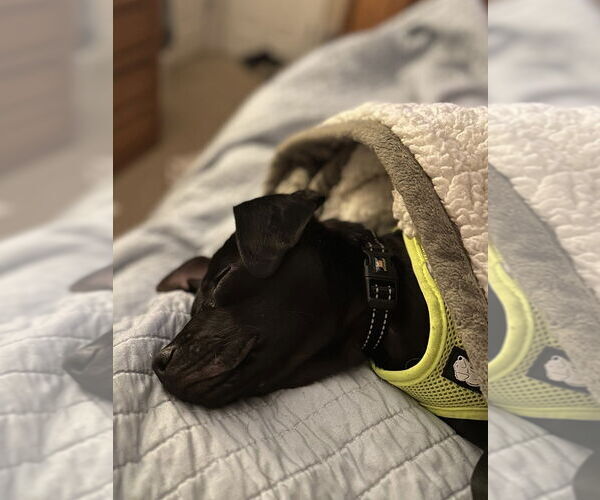 Medium Photo #4 Daug Puppy For Sale in Mundelein, IL, USA