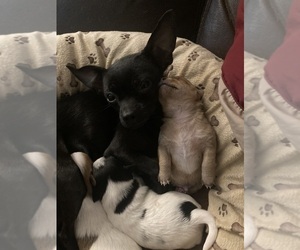 Mother of the Chihuahua puppies born on 10/26/2023