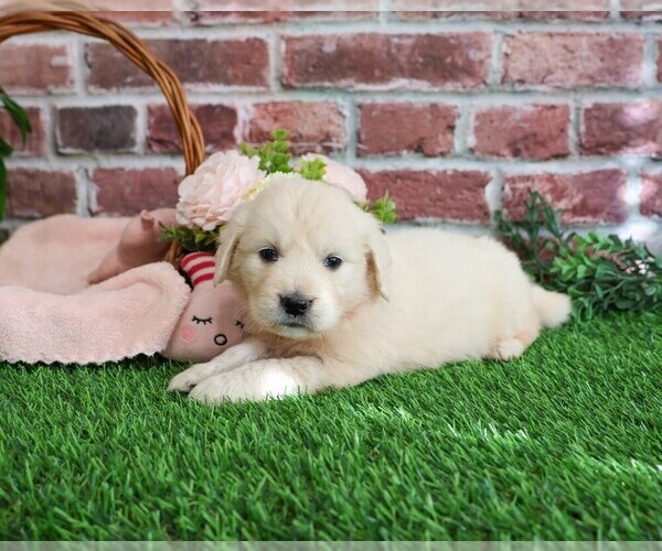 Medium Photo #3 English Cream Golden Retriever Puppy For Sale in SYRACUSE, IN, USA