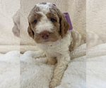 Small Photo #4 Goldendoodle Puppy For Sale in STONEVILLE, NC, USA