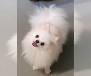 Mother of the Miniature Spitz puppies born on 02/03/2025