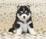 Small #2 Pomsky