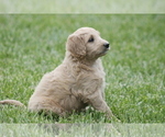 Small Photo #6 Goldendoodle Puppy For Sale in MEMPHIS, MO, USA
