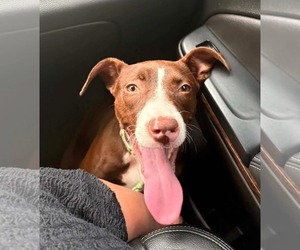 American Pit Bull Terrier-Unknown Mix Dogs for adoption in Germantown, OH, USA