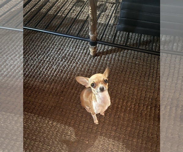 Medium Photo #1 Chihuahua Puppy For Sale in SAINT AUGUSTINE, FL, USA