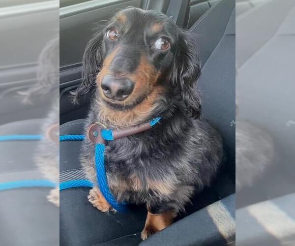 Medium Photo #4 Dachshund Puppy For Sale in Los Angeles, CA, USA