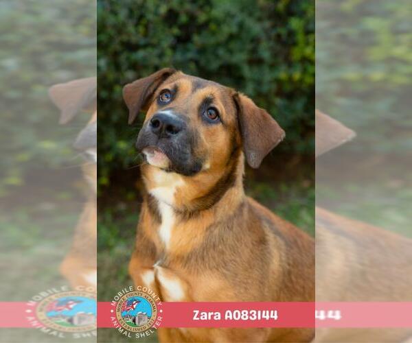 Medium Photo #2 Black Mouth Cur Puppy For Sale in Mobile, AL, USA