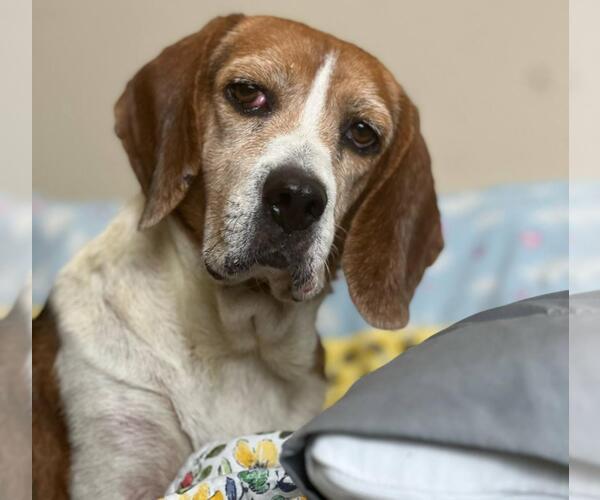 Medium Photo #3 Beagle Puppy For Sale in Rockwall, TX, USA
