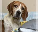 Small #2 Beagle
