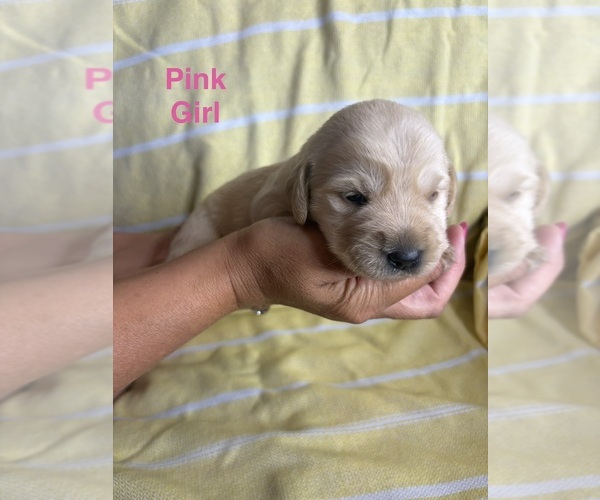 Medium Photo #11 Labradoodle Puppy For Sale in OWENTON, KY, USA