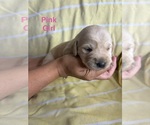 Small #10 Labradoodle