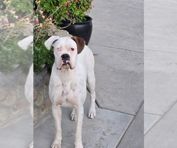 Medium Photo #1 Boxer Puppy For Sale in Dana Point, CA, USA