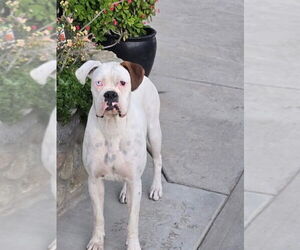 Boxer Dogs for adoption in Dana Point, CA, USA