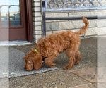 Small #1 Goldendoodle