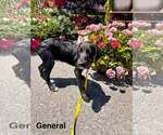 Small #4 Labrador Retriever Mix