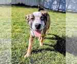 Small Photo #4 Mutt Puppy For Sale in Sandy, UT, USA