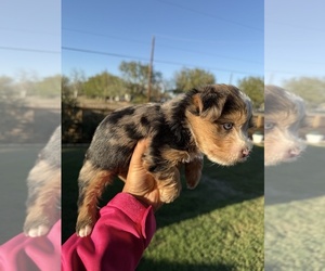 Medium Yorkshire Terrier