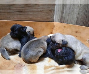 Pug Puppy for Sale in KODAK, Tennessee USA