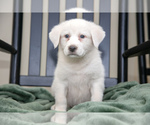 Puppy Georgia Great Pyrenees