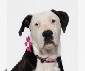 Pointer-Unknown Mix Dogs for adoption in Santa Maria, CA, USA