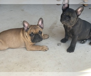 French Bulldog Puppy for sale in SAN ANTONIO, TX, USA