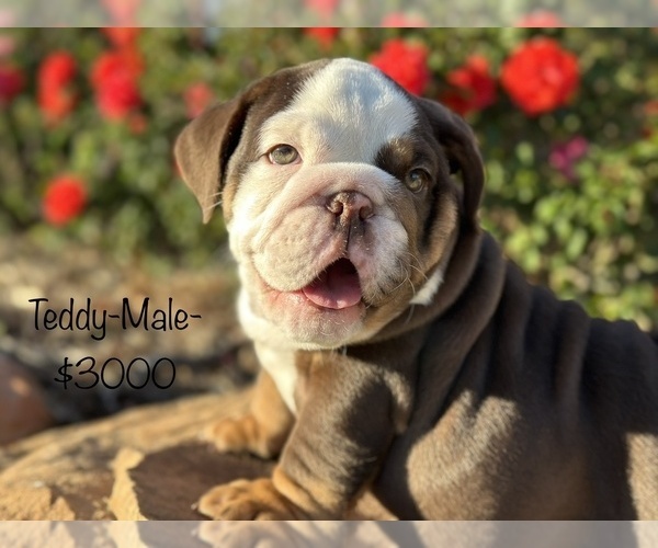 Medium Photo #10 Bulldog Puppy For Sale in SPRING, TX, USA