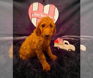 Goldendoodle-Poodle (Standard) Mix Dog for Adoption in GREENBRIER, Arkansas USA