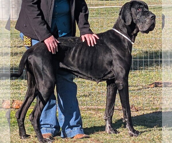 Medium Photo #4 Great Dane Puppy For Sale in Bullard, TX, USA