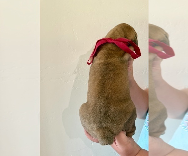 Medium Photo #7 Boerboel Puppy For Sale in COMMERCE, TX, USA